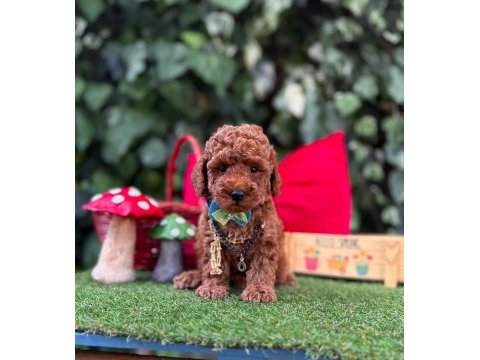 Toy poodle yavrularımız ömürlük aileleri bekliyor