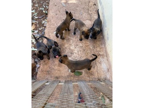 Teslime hazır malinois bebekler