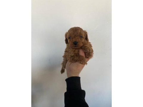 Mocha tadında poodle yavrularım