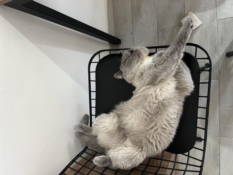 British shorthair kedimize yeni yuva arıyoruz