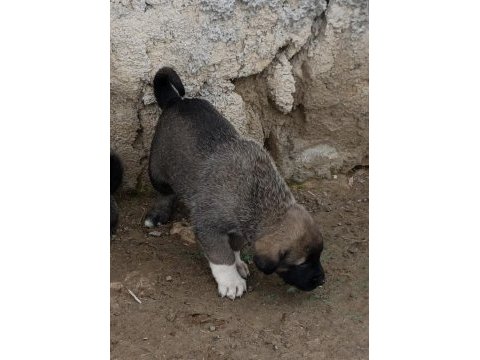 Kangal sivastan alınır kalite ayı boğanlar