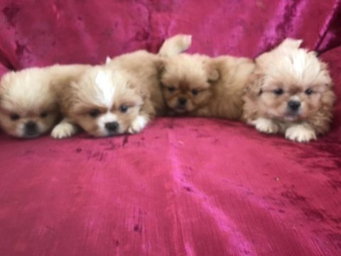 Pekinez köpekler yeni yuvasını arıyor