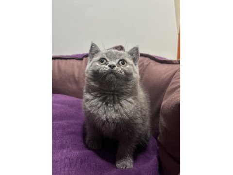 British shorthair erkek yavrular