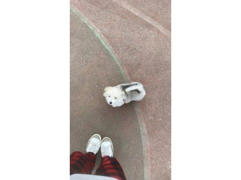 4 aylık dişi terrier köpek