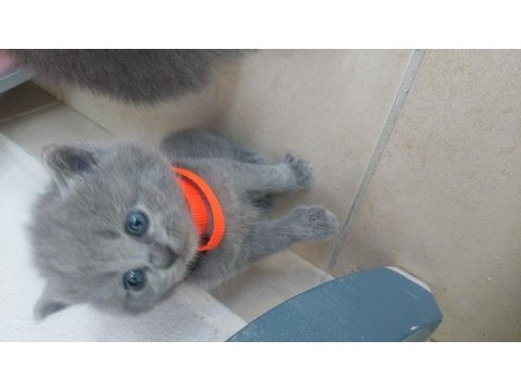 Russian blue ve british longhair kırma yavrular