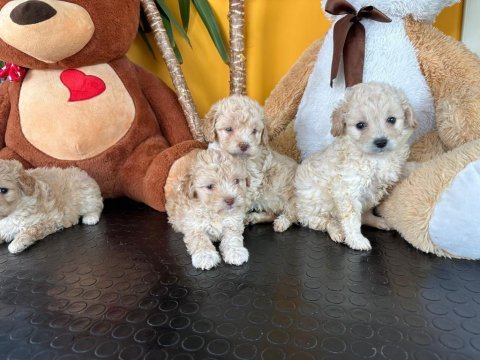 Irk garantili maltipoo yavrularımız