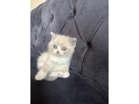 42 günlük british shorthair