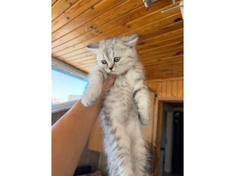 Silver british shorthair güzellikler teslime hazır