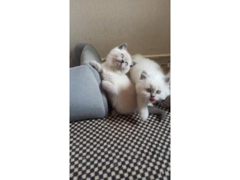 Mavi gözlü koca kafalı bluepoint british shorthair yavruları