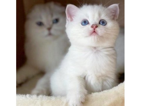 Masmavi gözlü british shorthair