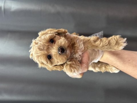 Mini mini maltipoo bebekler