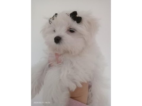 Muhteşem maltese