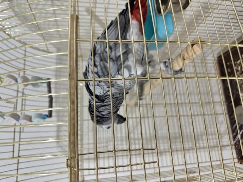 1 yaşında konuşan jako papağanı sıfır kafes hediye