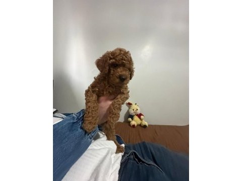 2.5 aylık orijinal toy poodle