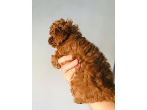 Pati ver poodle sizler için burada
