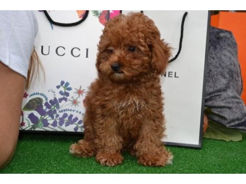 Toy poodle yavrularım ev ortamında