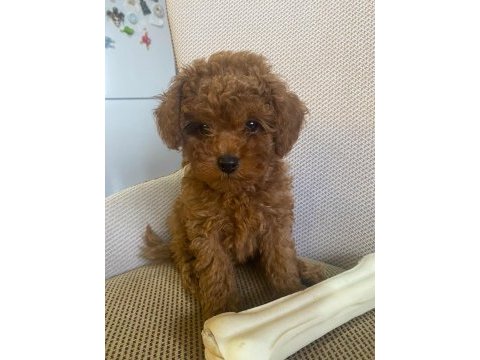 Toy poodle yavrularımız ömürlük aileleri bekliyor