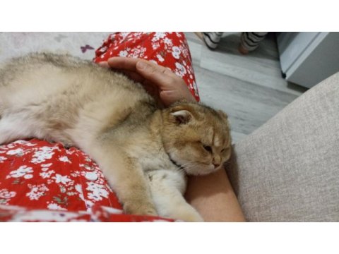 Oğlumuza kalıcı güvenilir aile arıyoruz scottish fold