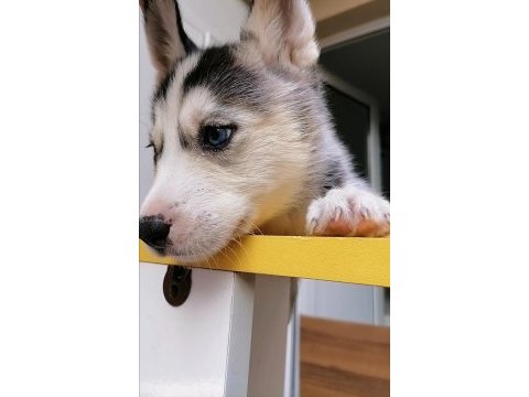 Renk ve anatomi güzeli sibirya kurdu husky yavrular