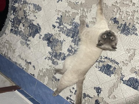 Scottish fold blue point 2 buçuk yaşında kısır