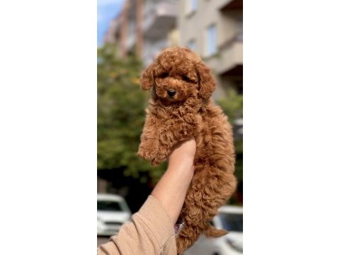 Sakarya poodle köpeği