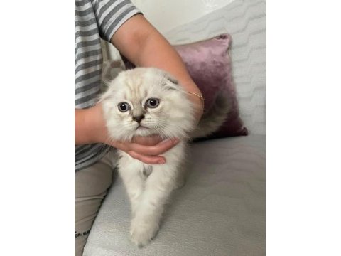 2.5 aylık scottish fold dişi