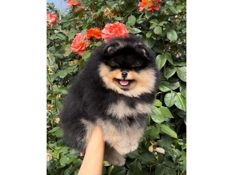 Pomeranian boo orjinal ırk köpekler