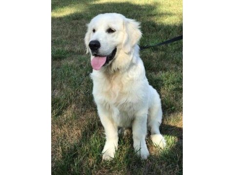 Orjinal safkan white golden retriever