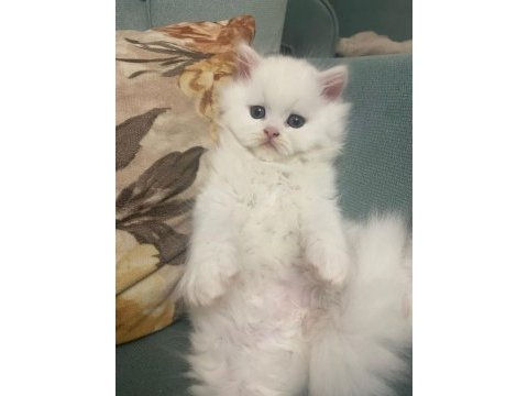 British longhair kedisi