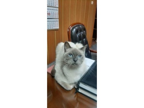 Blue point - siyam kedimiz