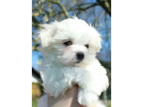 Maltese terrier a kalite büyümeyen cins
