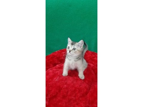 British shorthair cinsi evcilmen oğlumuz