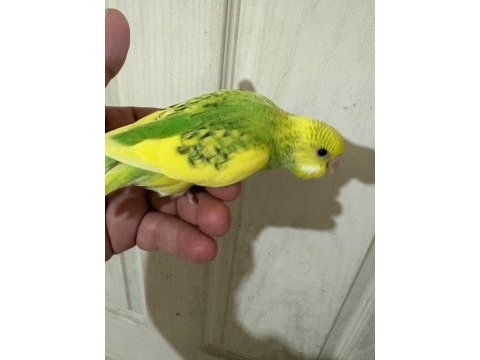 30 günlük erkek bebek muhabbet kuşumuz