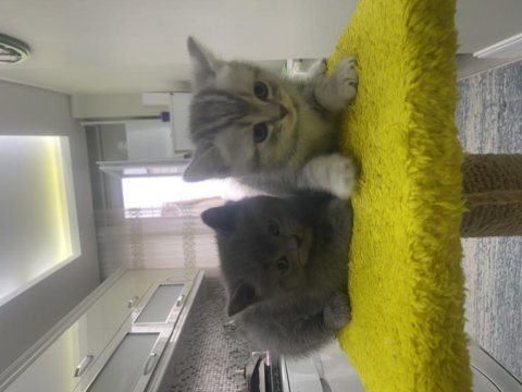 İki adet kaldı elimde biri kız ve biri erkek kediler