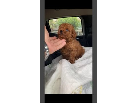 Toy poodle yavrularımız