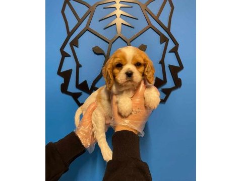 Irk garantili king charles cavalier yavrularımız