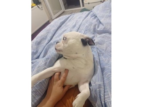 Köpeğimizin adı sütlaç