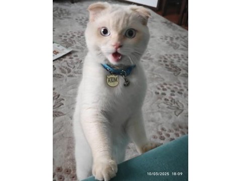 Scottish fold kedimiz