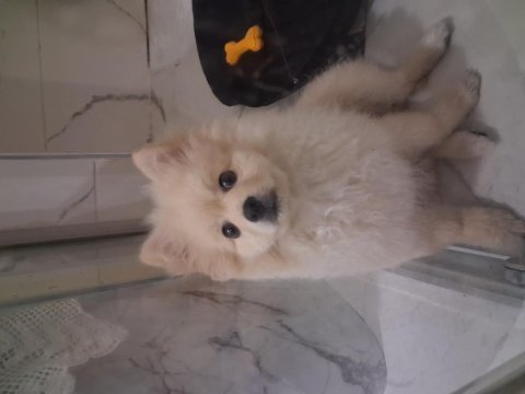 4 aylık pomeranian aşıları yapıldı sağlıklı ve oyuncu
