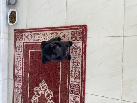 3 aylık pug yavrumuz yeni yuvasını arıyor