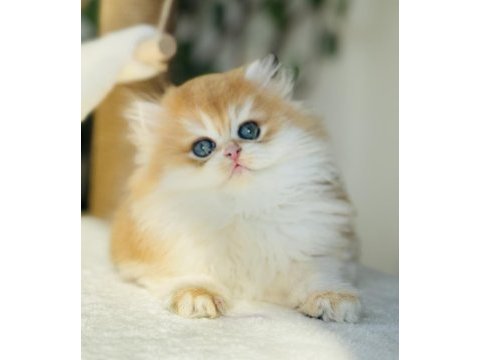 Safkan golden ny 12 muhteşem tip british longhair