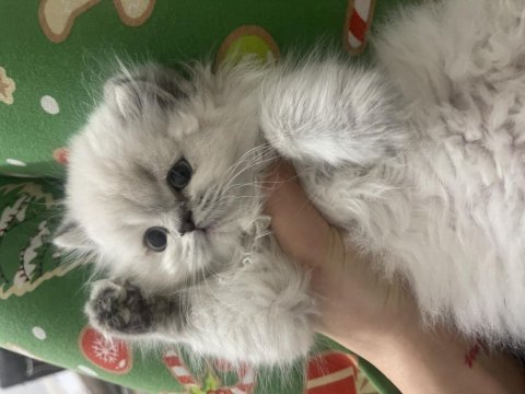 Son british longhair yavrum yeni ailesi için hazır