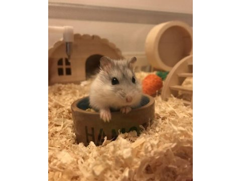 Hamster gonzales yavrularımız heryere gönderim