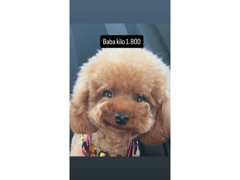 Poodle bebeklerimiz