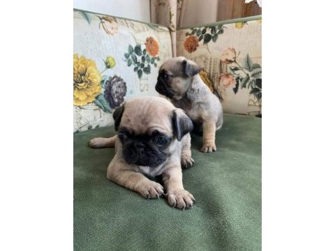 Muhteşem pug mops bebek köpekler a kalite