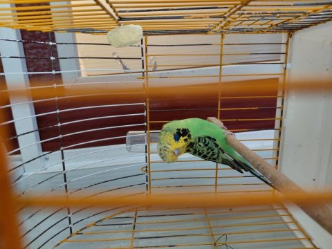 Jumbo muhabbet kuşu
