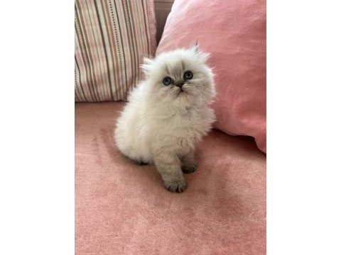 Pofuduk top kafa scottish fold yavrular