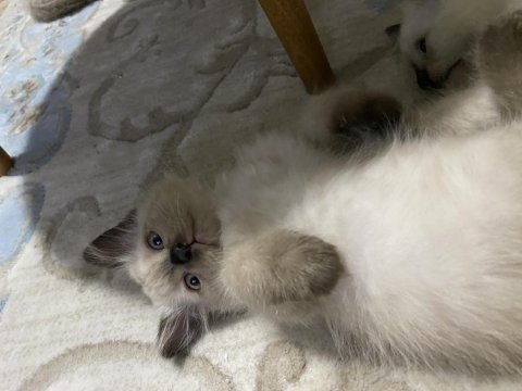 Çok oyuncu siyam kedisi yavrular