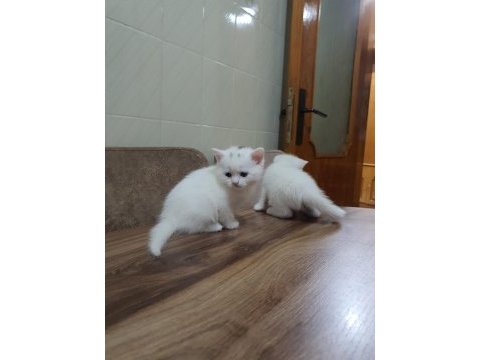 2 aylık british shorthair yavru