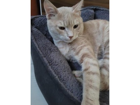 Tekir kedi ilanı